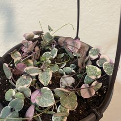 Variegated String Of Hearts ð 6â Hanging , Rooted,$60 Each, Firm Price