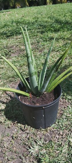 Aloe Vera