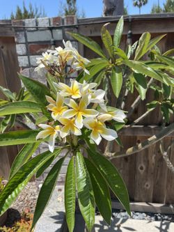 Yellow And White Plumeria