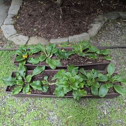 Primroses in planter boxes