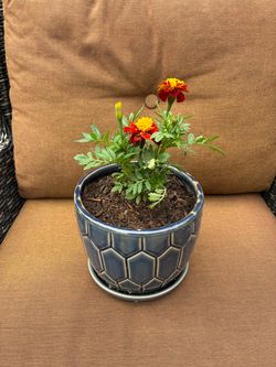 Plant with blue ceramic pot