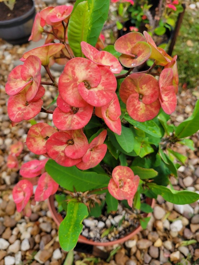 Euphorbia Milii/Corona de Cristo