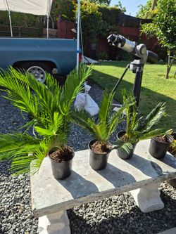 Sego palms