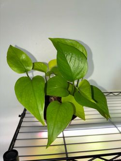 Neon Pothos