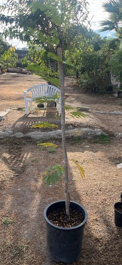 Arbol De Guaje