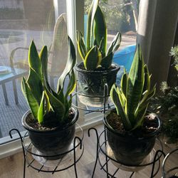 3 Cactus Plants with Beautiful New Pots ! 