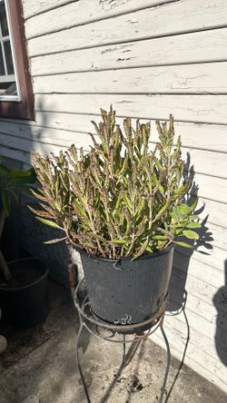 13 inch chandellier Plant