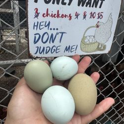 PASTURE-RAISED EGGS 🥚🥚