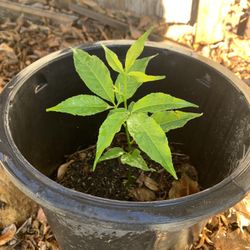 Sapote Plant