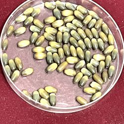 Lot Of 30 Green Cat’s Eye Oval Beads 292