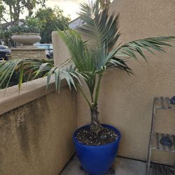 Palm Tree with Porcelain Pot