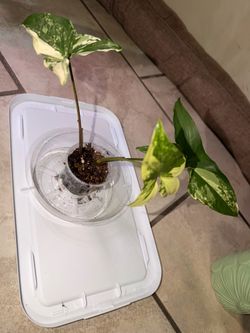 Houseplant