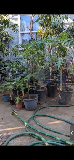 papaya plants