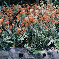 Orchid Plant, Epidendrum Radicans - Bundle of 3