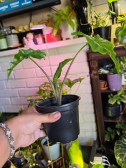 Alocasia low rider