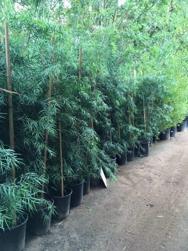 SHADE TREES- SCREENING PLANTS- SCENTED FLOWERING PLANTS ...