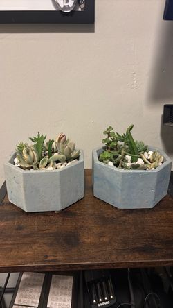 Succulent Arrangements in Concrete Planters – Set of 2