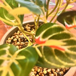 Medium Sized Table Plant