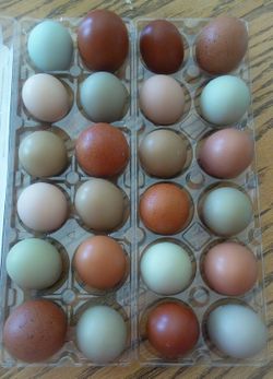 Farm Fresh Chicken Eggs