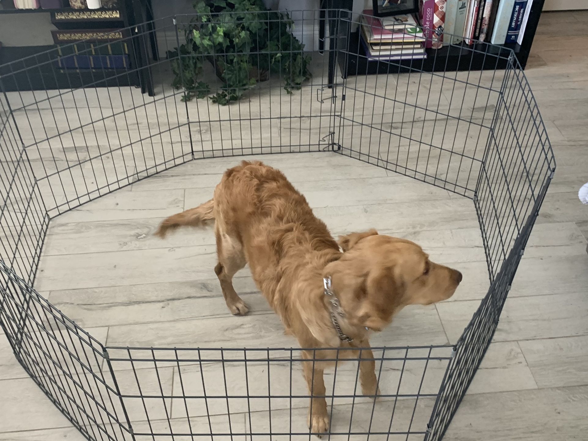 Puppy Pen (octagon)