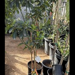 Fukushu Kumquat Trees 5F $60 Each Price Firm