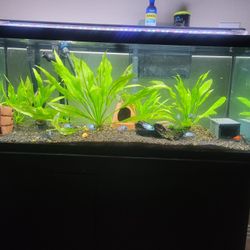 75 Gallon Aquarium