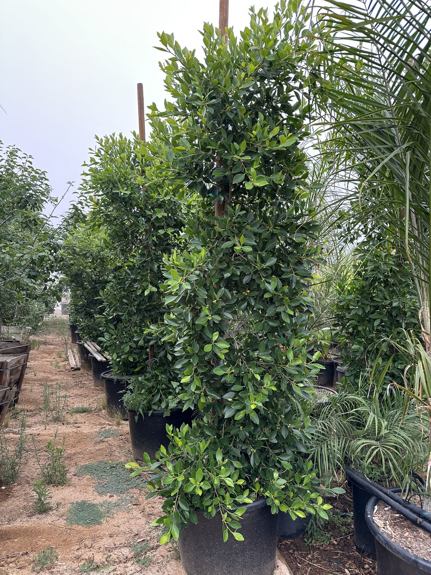 Indian Laurel Columns, Ficus nitida ‘Columns’ , Ficus tree, shade or Hollywood Hedge and privacy 25g Size