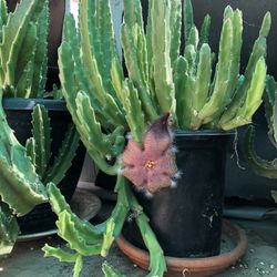 Plant For Sale$ 25