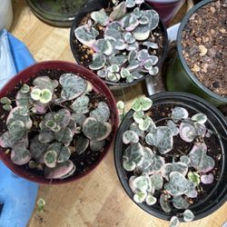 Variegated String of Hearts VSOH