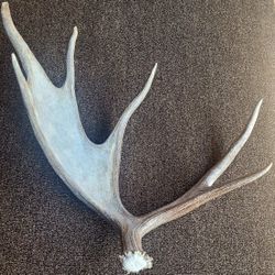 Large Montana Moose Antler Shed