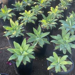 Agaves