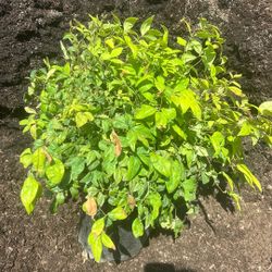 Nandina Nana