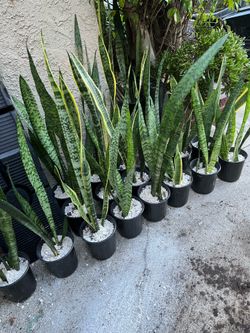 Full grown Snake Plants