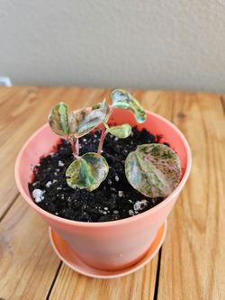 Peperomia Creme Brulee (Peach pot)