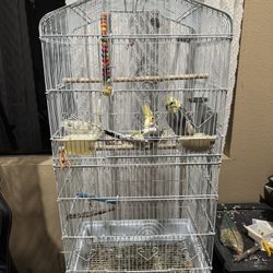 Bird Cage