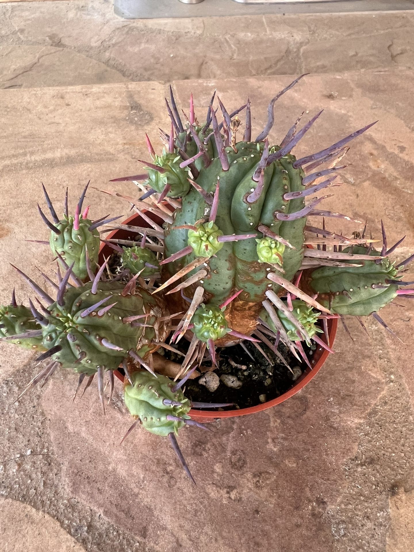Rare Succulents $3