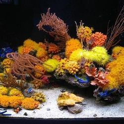 Aquarium DECORATION  Sun Polyps 