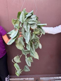 6” scindapsus exotica