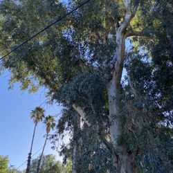 Arborist