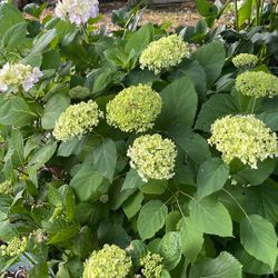 Idrangeas Plants For Sale