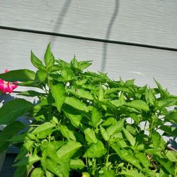 Chiltepin Papers