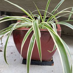 Spider Plant in Red Ceramic Pot 