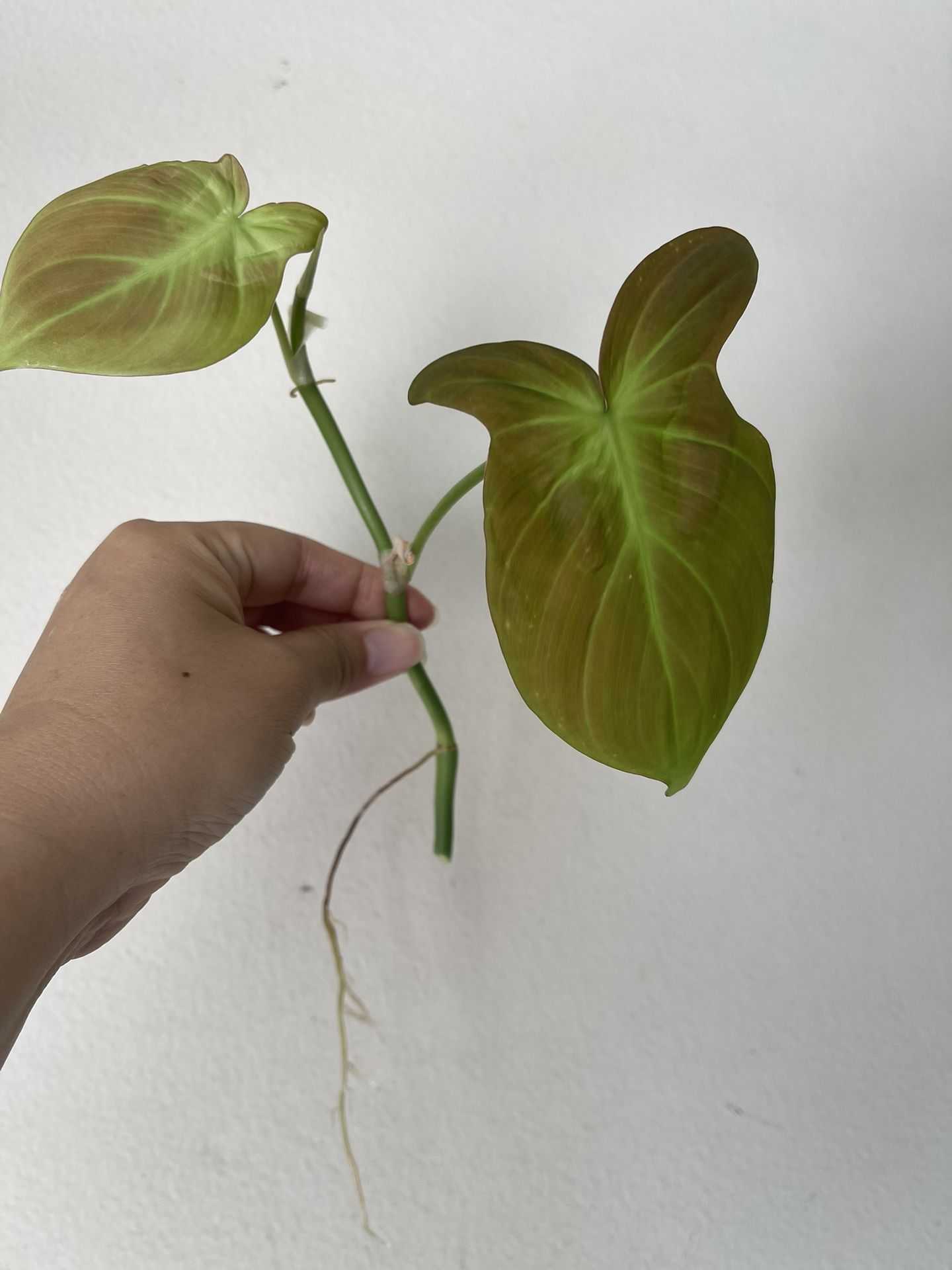 Philodendron Camposportaonum Plant CUTTING - Rooted