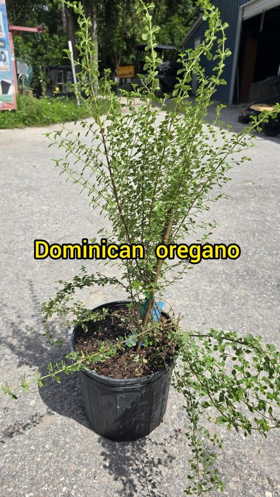 domican oregano Plant 🪴 plantas de oregano Dominicano