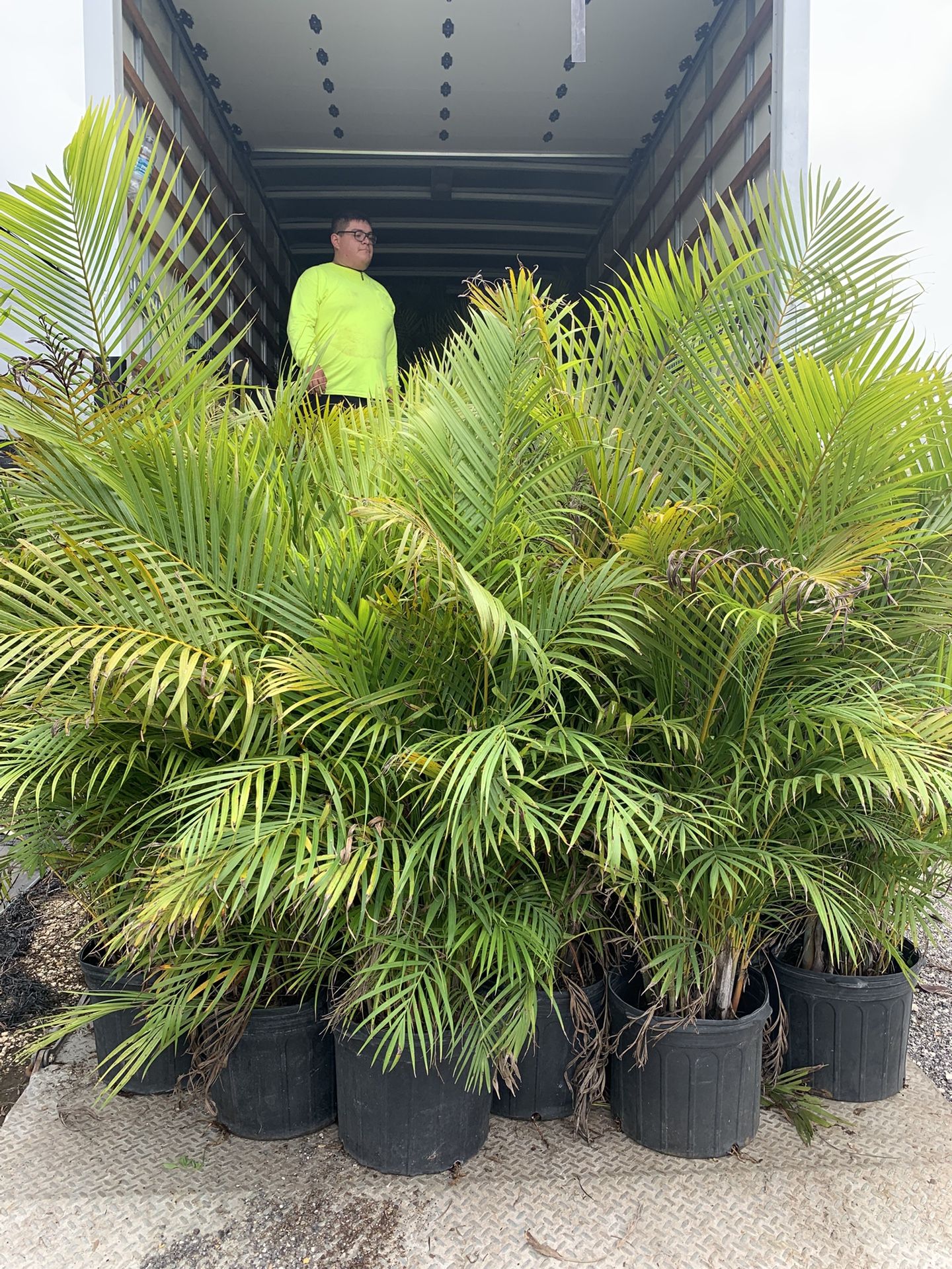 Areca 15g full