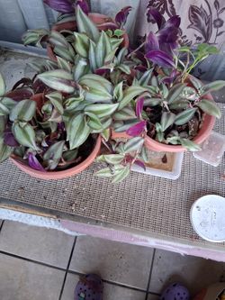 Planta Natural