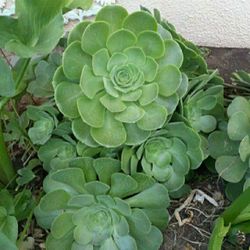 Succulent Plant 