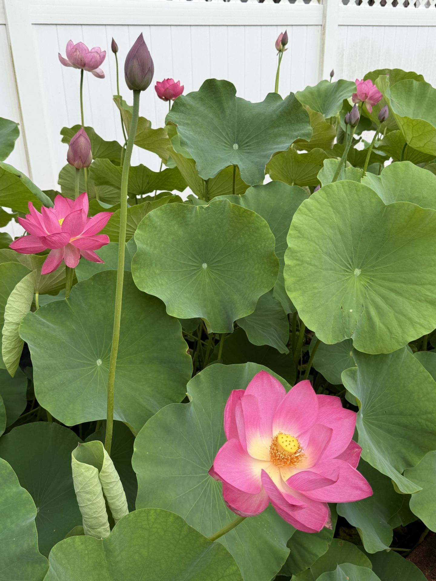 Water Lotus
