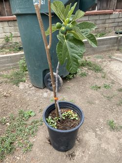 Fruit Tree ~ Fig