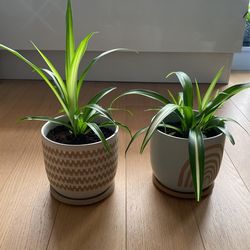 Spider Plants For Sales